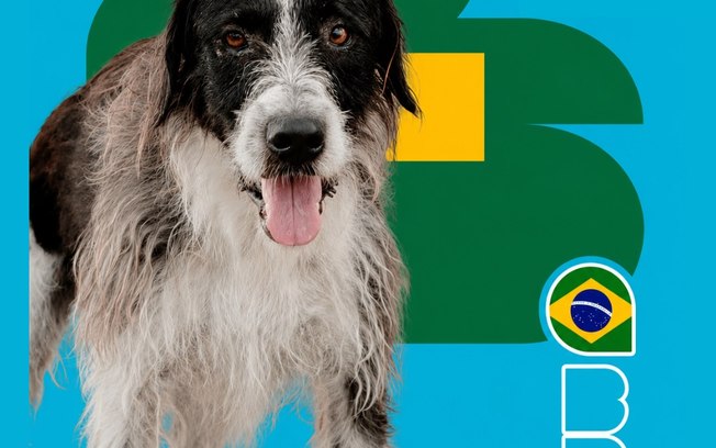 <div>"Cãovocação" coloca pets de canil na disputa por um lar</div> Djfr1z9igpo0nb4z84pmfxdzp