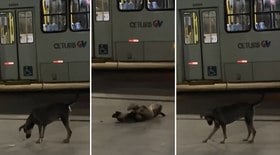 Cachorra brinca com inseto em terminal de ônibus e vídeo fofo viraliza