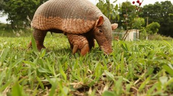 Tatu-canastra%20de%20quase%201%2C5%20metro%20%C3%A9%20flagrado%20em%20fazenda%20de%20MT