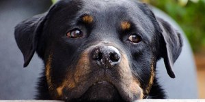 Mulher leva rottweiler para reunião e pet conquista a todos na equipe