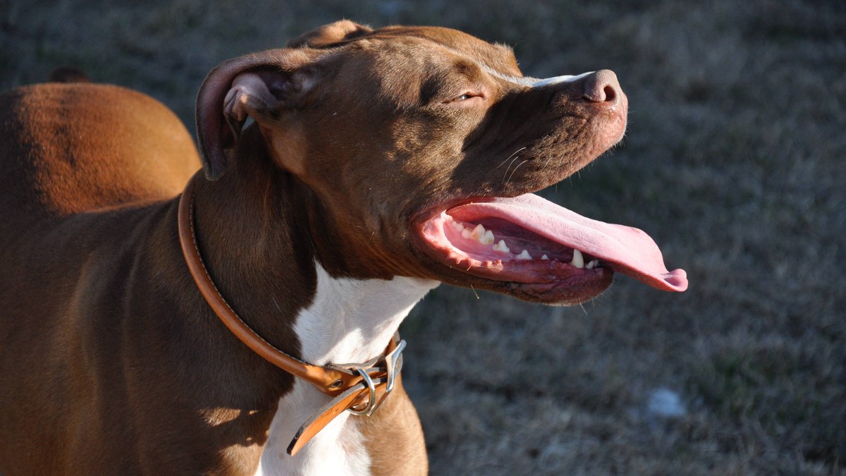 Pitbulls são realmente perigosos? Descubra a verdade sobre a personalidade da raça!