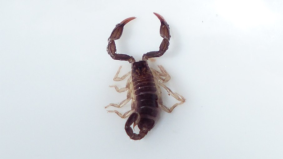 Escorpião