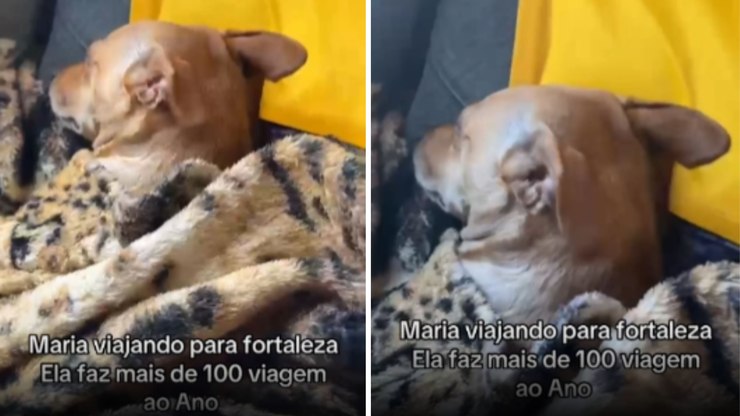 Cachorrinha%20faz%20mais%20de%20100%20viagens%20por%20ano%20com%20tutora