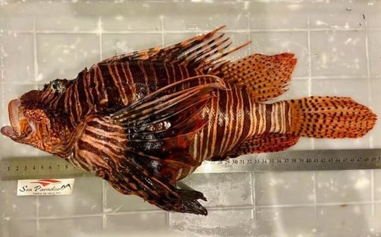 Peixe-leão capturado no Nordeste pode ser o maior do mundo