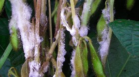 Moagem de mandioca cresce e se aproxima de 3 milhões de toneladas