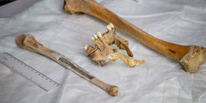Ossos humanos aparecem em praia e revelam mistério de 180 anos