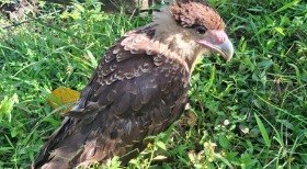 Castanha-do-Pará: produção despenca e preços disparam