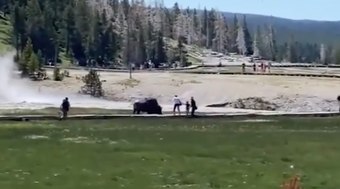 Bisão ataca homem e criança em parque dos Estados Unidos