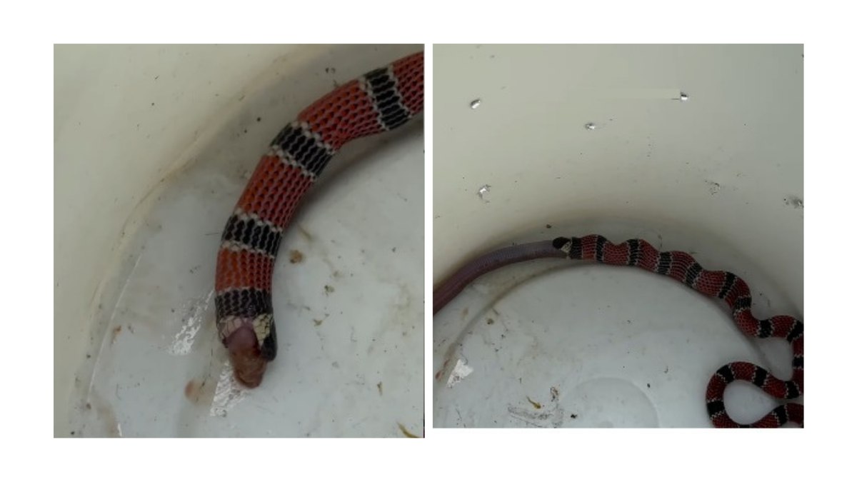 Animal foi resgatado e, para a surpresa do biólogo, estava com outra espécie de cobra dentro de si. Animal foi resgatado e, para a surpresa do biólogo, estava com outra espécie de cobra dentro de si.