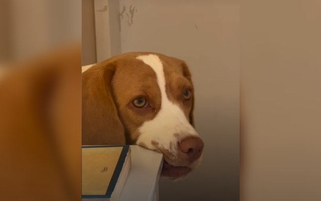 Beagle é flagrada aprontando e tem reação inusitada à bronca Dknxetj45egouvpf7cg41qeps