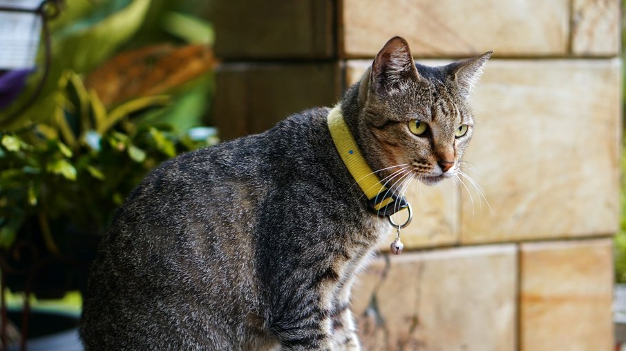 Espaços controlados permitem que o gato aproveite o ar livre com segurança