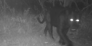 Onça-preta rara é vista pela primeira vez em reserva no Cerrado