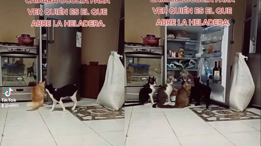 Gatinhos roubando a geladeira 