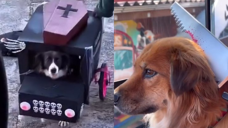 Pets encantam internautas com fantasias de Halloween: "Fofos"