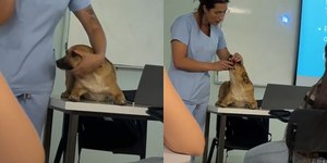 Cachorro invade aula de veterinária e vira “cobaia” por engano