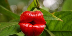 Planta parece ter dois lábios vermelhos; conheça a flor-do-beijo