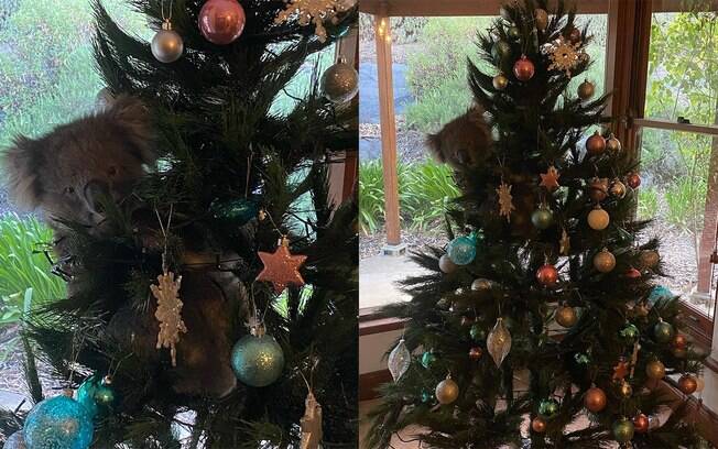 Família encontra coala na árvore de Natal
