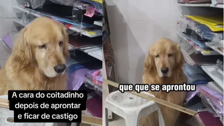 Golden se faz de coitado após destruir tapete e ficar de castigo