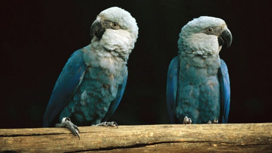 Ararinha-Azul, espécie extinta na natureza