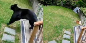 Lulu-da-pomerânia viraliza ao enfrentar urso que invadiu casa