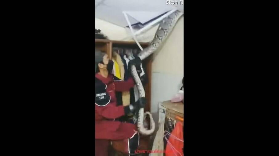 Cobra gigante é encontrada no teto de quarto e quase morde apanhador