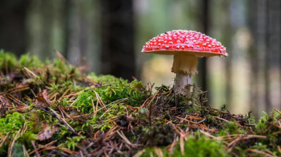 O Aspergillus fumigatus, comum em ambientes quentes e úmidos, pode se espalhar por regiões da Europa, Ásia e Américas O Aspergillus fumigatus, comum em ambientes quentes e úmidos, pode se espalhar por regiões da Europa, Ásia e Américas