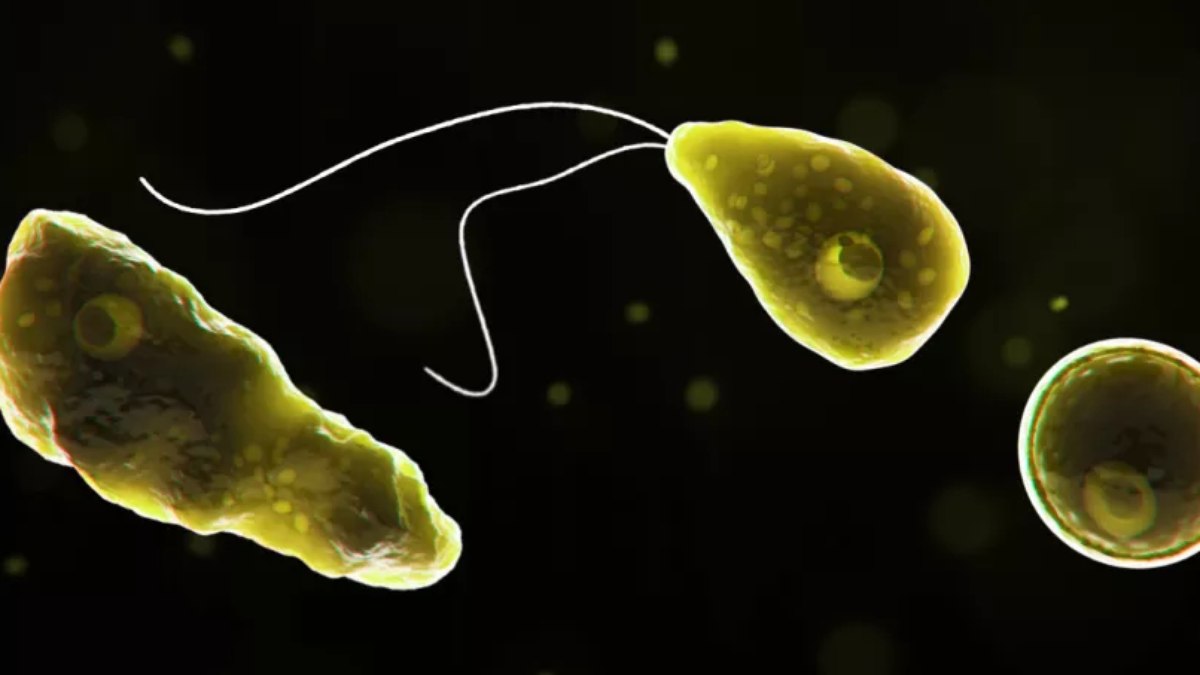 Ameba Naegleria fowleri é conhecida como 'ameba comedora de cérebros'