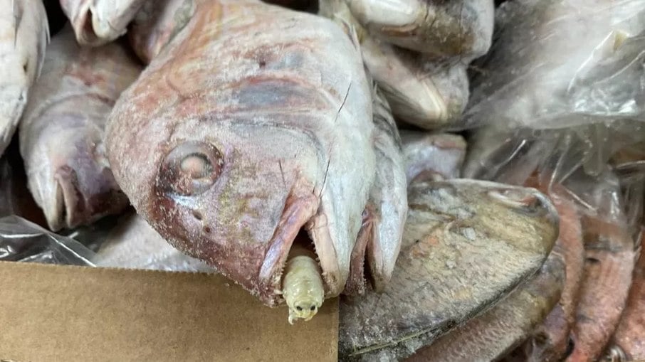Douradas infestadas por parasitas 'comedores de língua de peixe' na Inglaterra