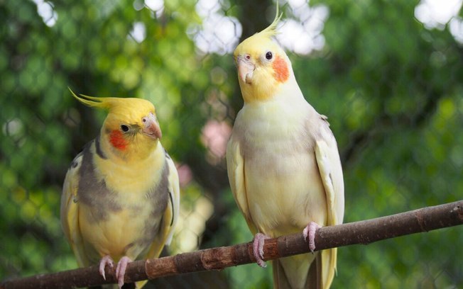 Conheça 5 aves que conseguem falar
