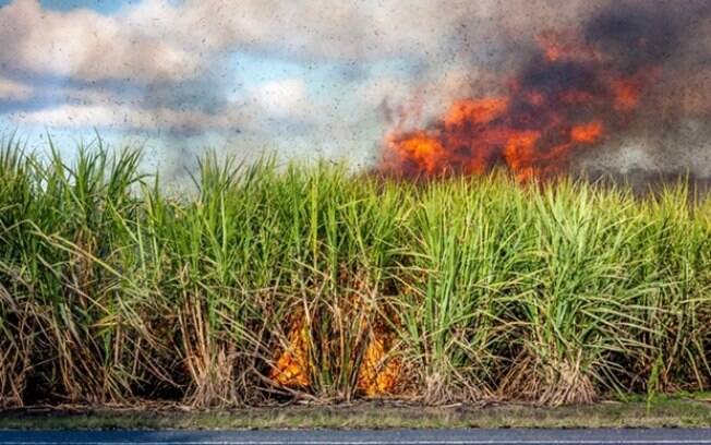 Tecnologia de monitoramento por satélite ajuda no combate aos incêndios no campo
