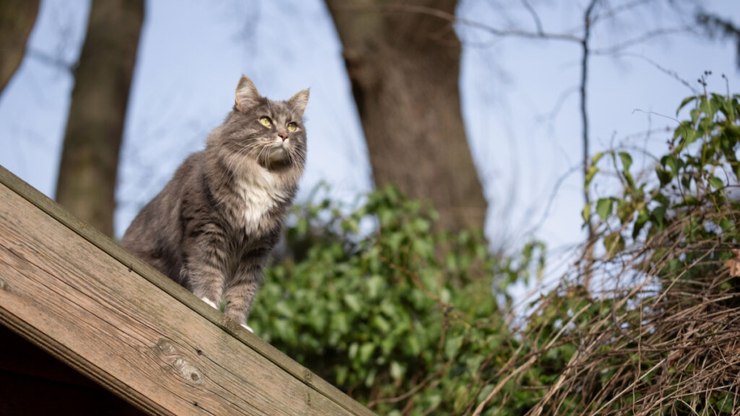 15 nomes para gato cinza inspirados em personagens da TV