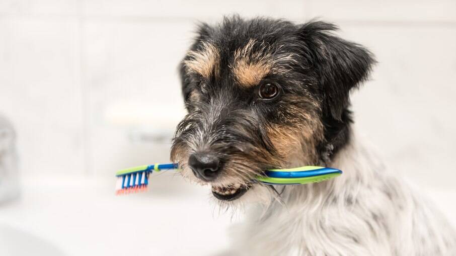 É necessário levar o animal anualmente ao médico veterinário para fazer o acompanhamento da saúde bucal