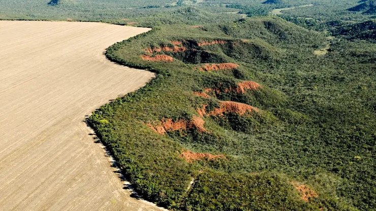 Desmatamento acelera e coloca Cerrado no foco da conservação