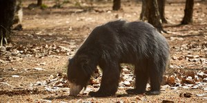 Ataque de urso-beiçudo mata três irmãos em vila da Índia