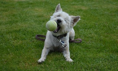 Conheça o Cairn Terrier, um caçador da Idade Média