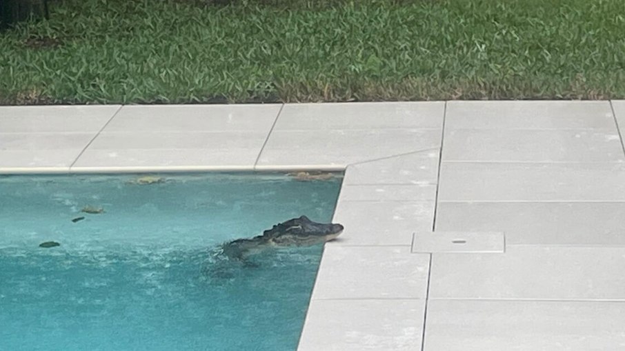 Jacaré nadando em piscina após furacão na Flórida