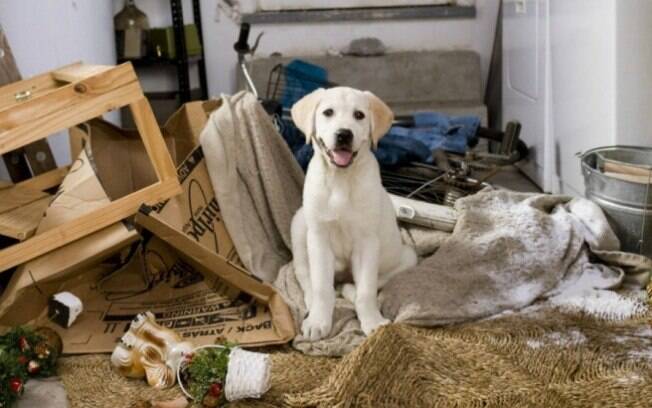 Você sabe como preparar sua casa para receber um novo cachorro?