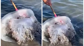 Medusa%20gigante%20aparece%20em%20praia%20de%20M%C3%A1laga%2C%20na%20Espanha