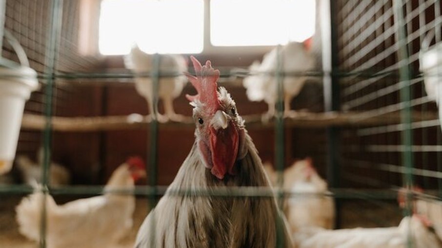 Países exportadores de frango do Brasil mantém suspensão de compra