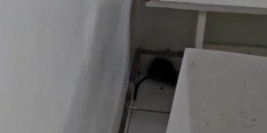 Vídeo mostra ratos dentro de hospital no Paraná; assista