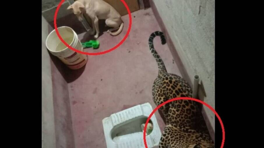 Cachorro e leopardo ficam presos em banheiro durante 7 horas, na Índia