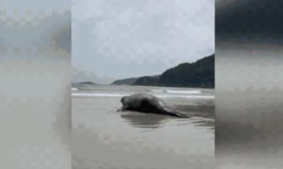 Elefante-marinho encalhado em praia de SP volta ao mar