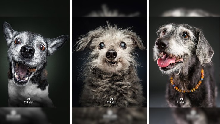 Fotógrafo faz imagens com cães idosos e viraliza na web