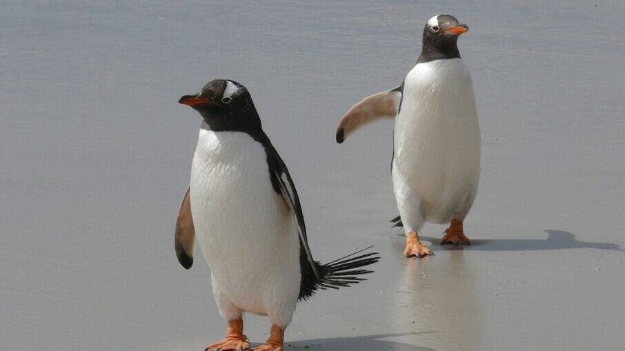 Amantes de animais e do meio ambiente interessados na oportunidade podem se candidatar a cinco cargos na Antártida