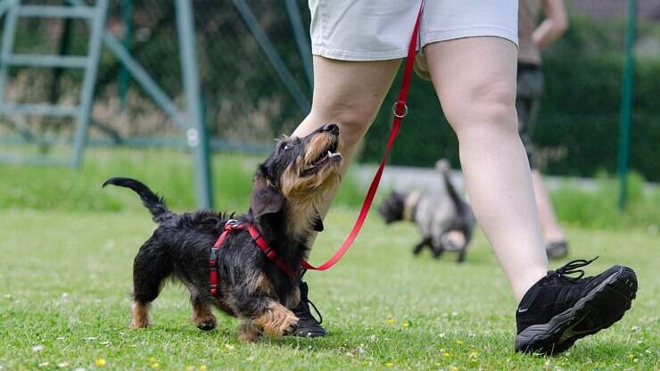 11 curiosidades sobre a raça Dachshund, o cachorro salsicha