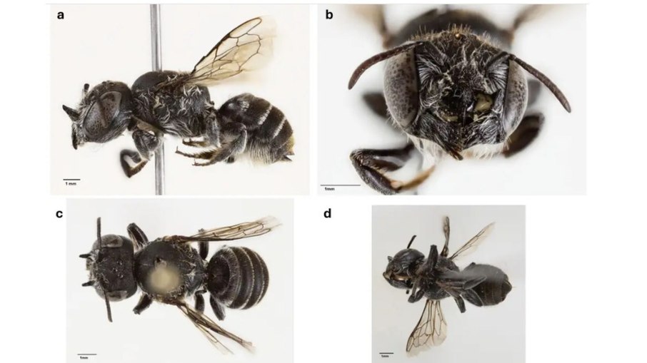 Cientistas descobrem abelha com chifres e nome “Lucifer”