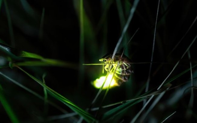 Como os vaga-lumes brilham? A resposta está nos genes