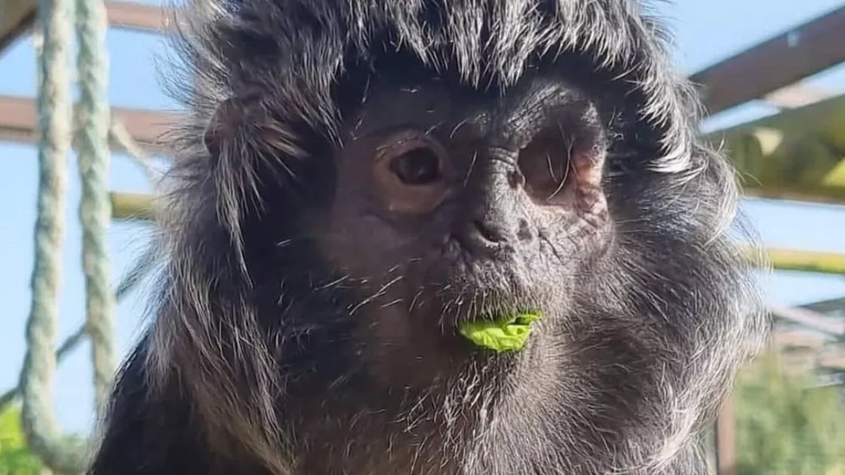 macaca de um olho so