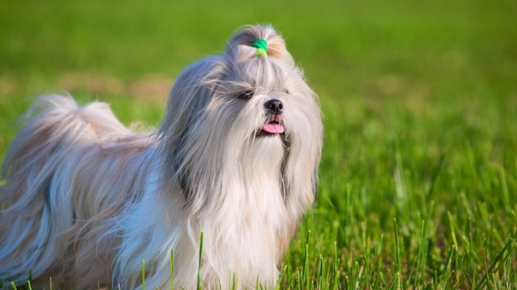 7 tipos de tosa para cachorro da raça shih tzu