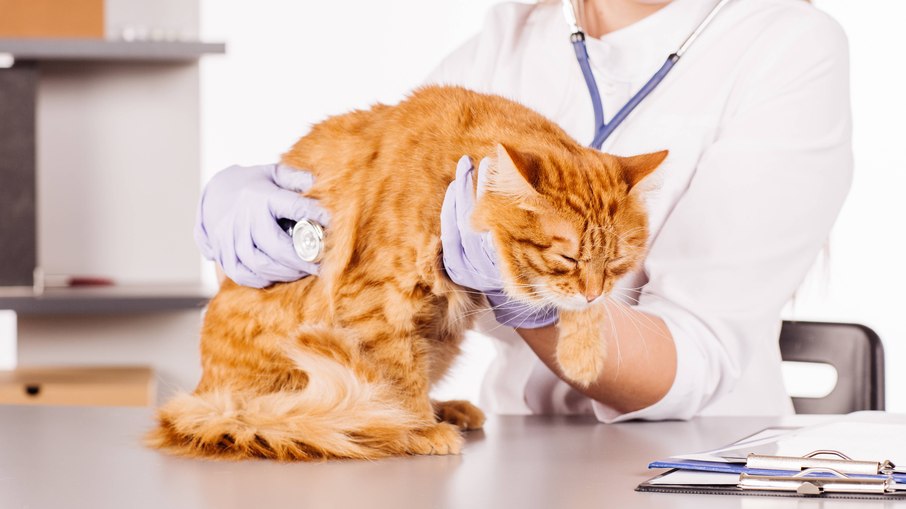 Ao perceber que o gato está vomitando com frequência, o tutor deve levá-lo ao veterinário o mais rápido possível